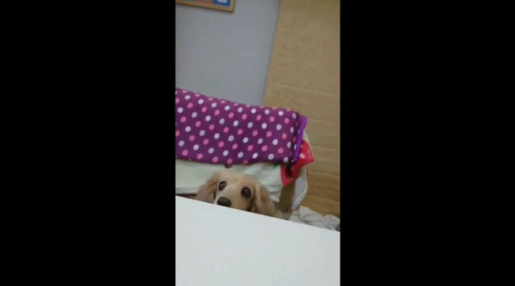 ダックスフンド,動画