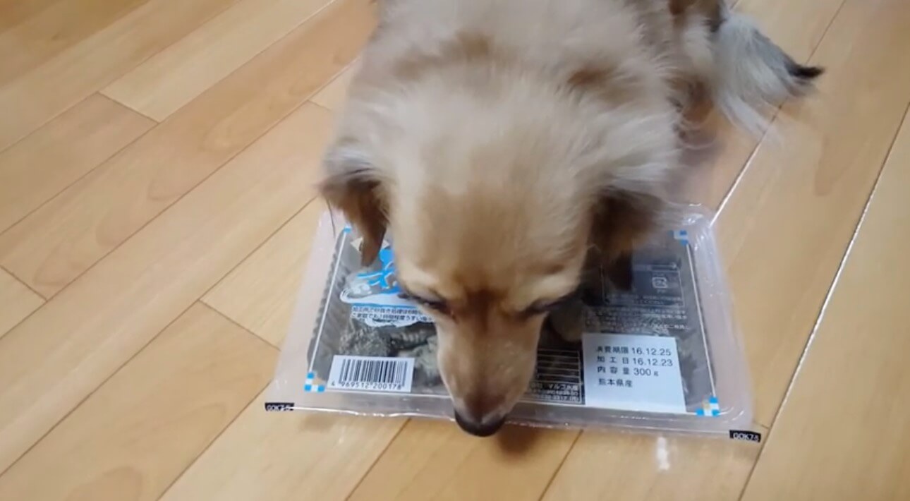 ダックスフンド,動画