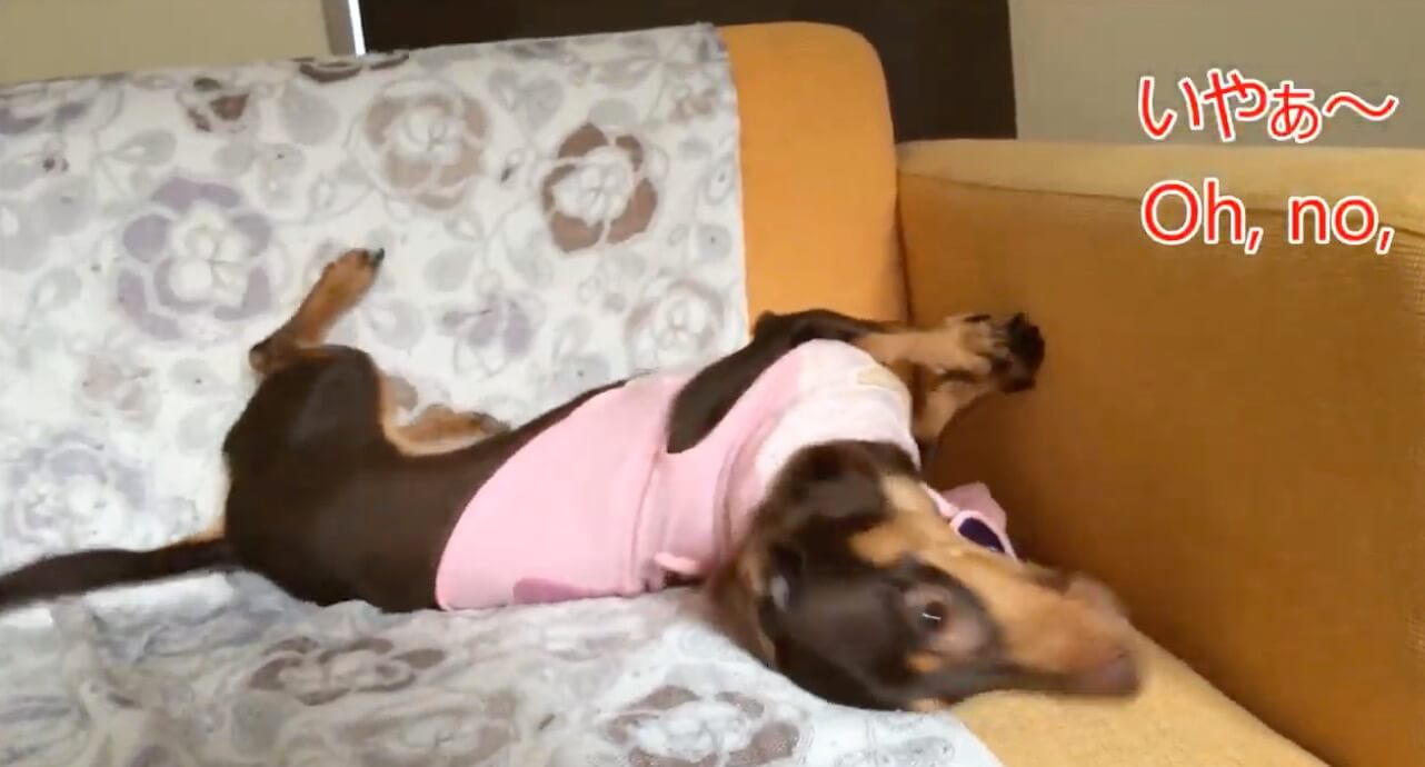 ダックスフンド,動画