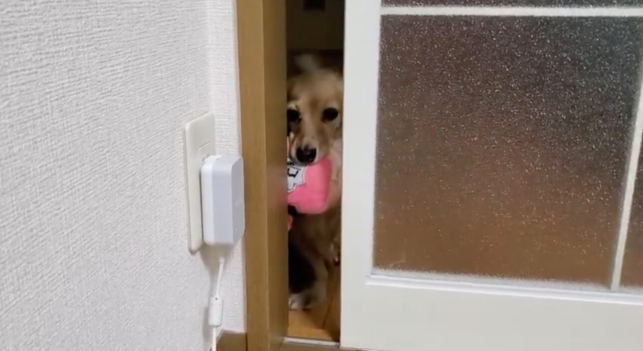 ダックスフンド,動画