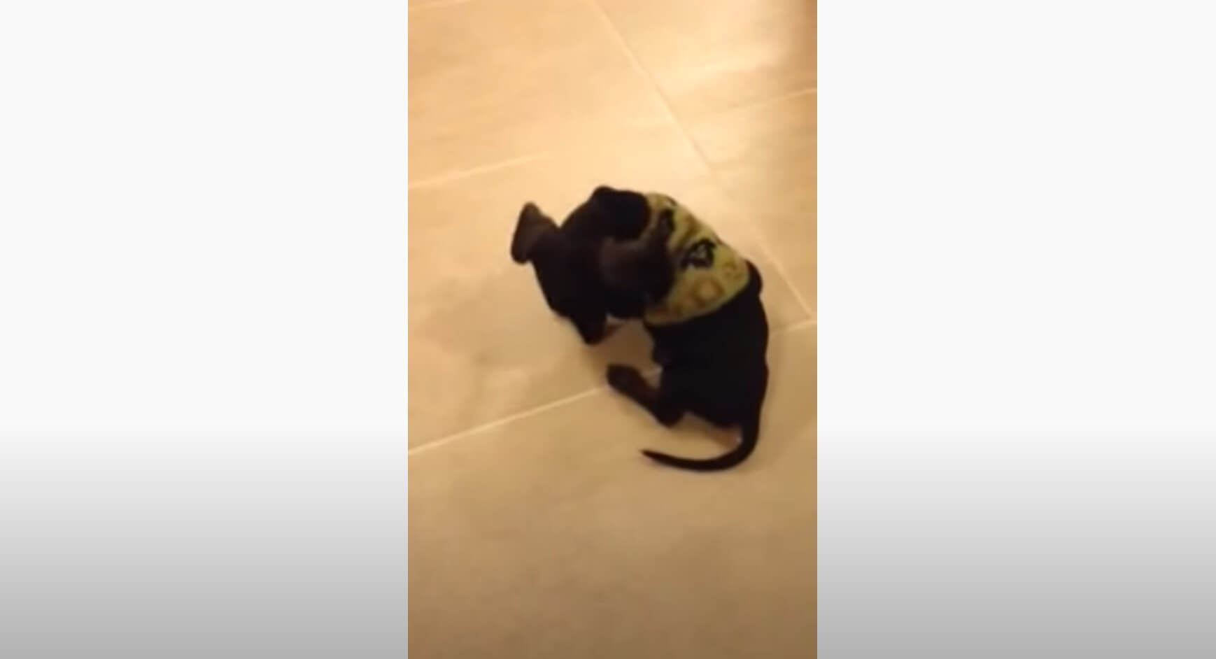 ダックスフンド,動画