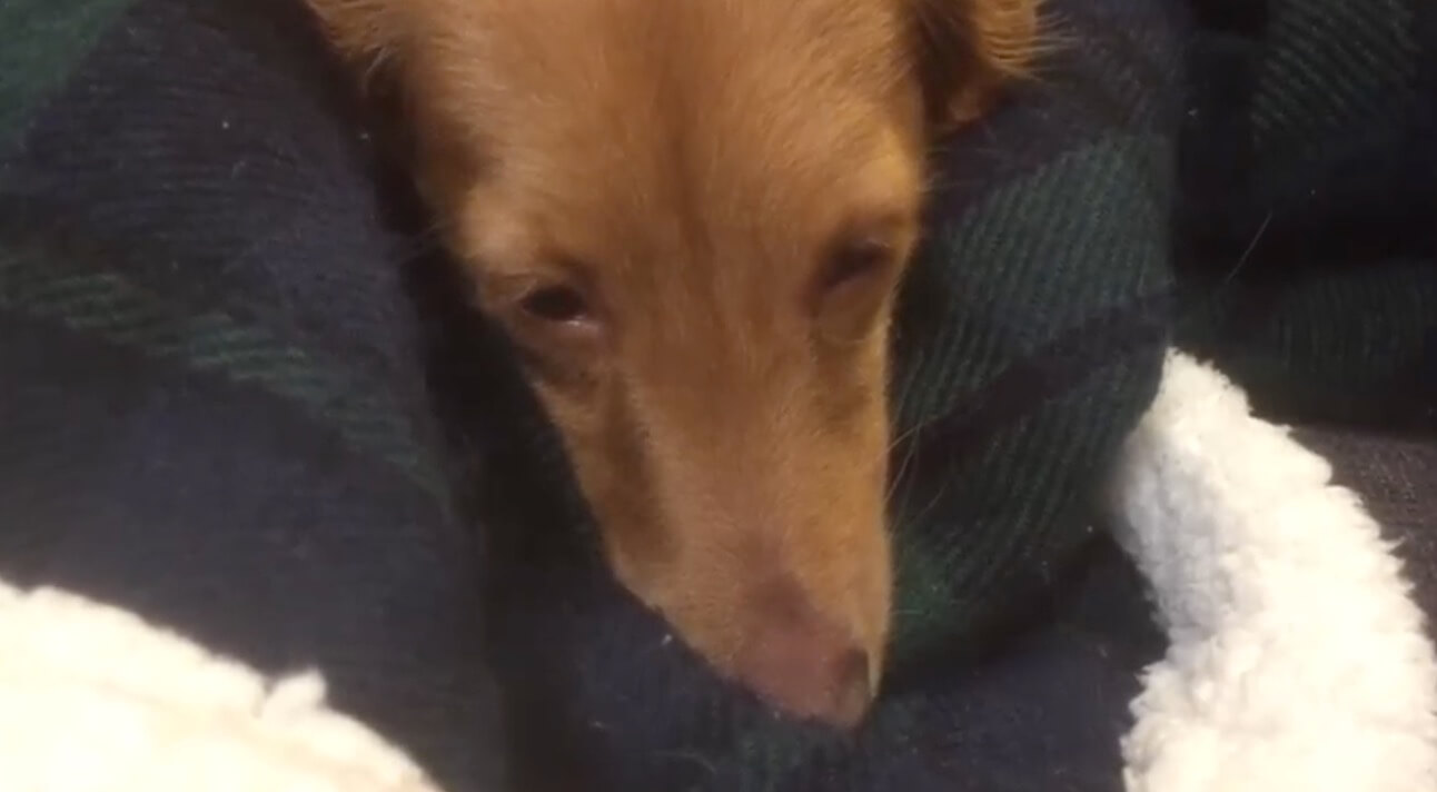 ダックスフンド,動画