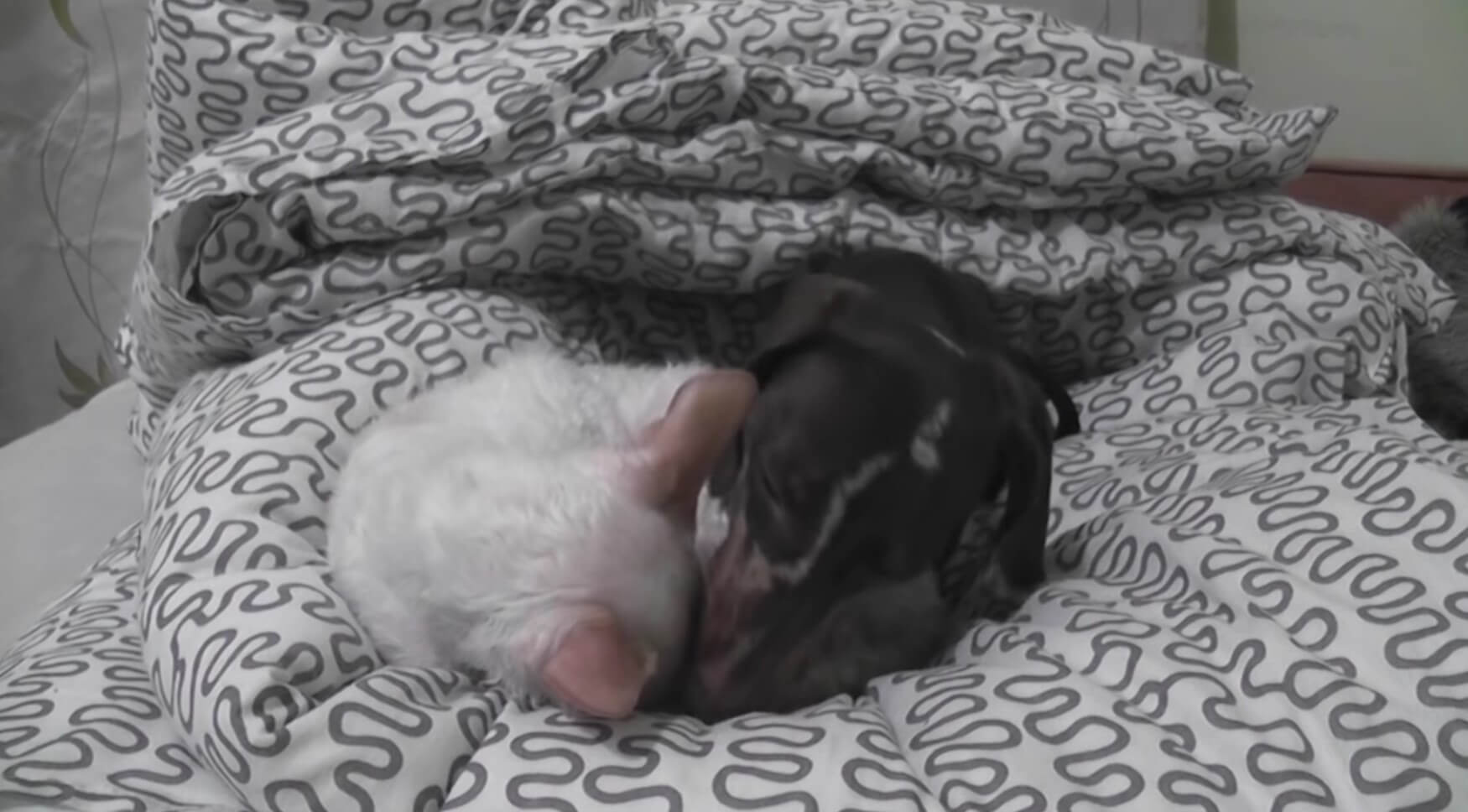 ダックスフンド,動画