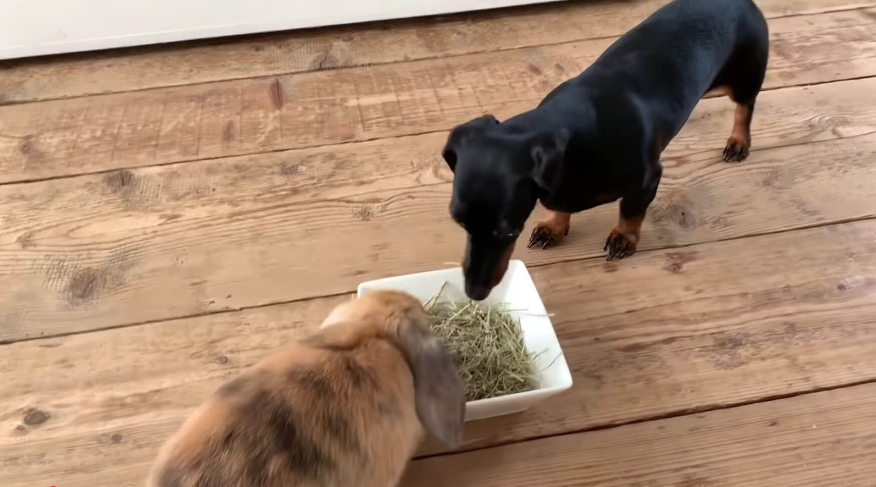 ダックスフンド,動画