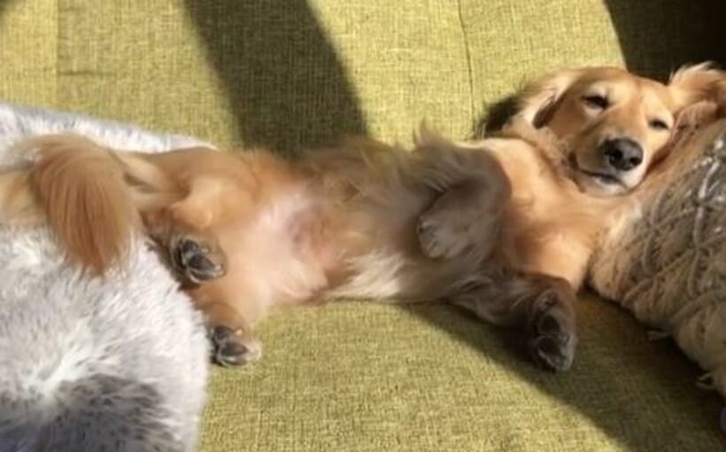 ダックスフンド,動画