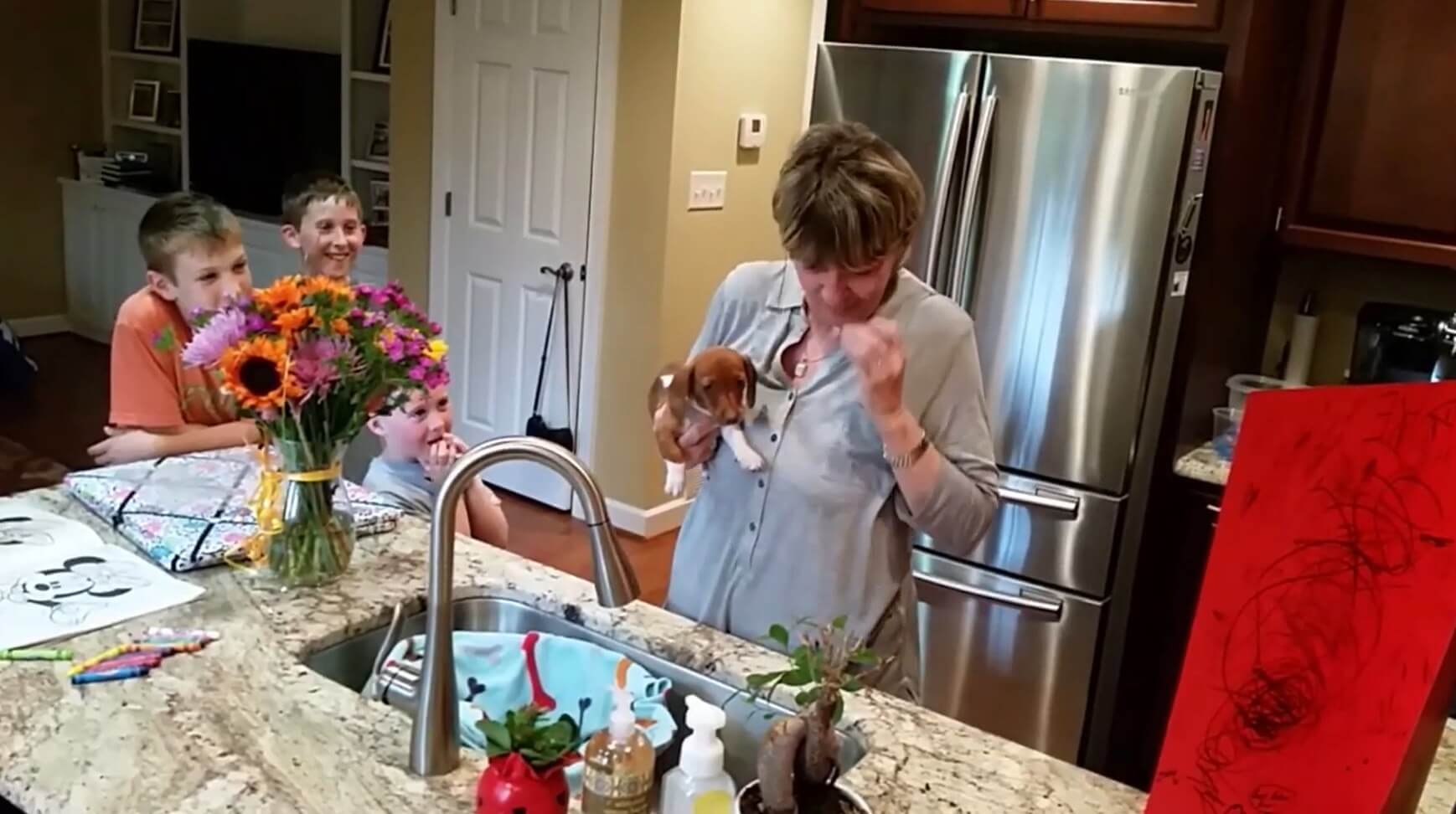 ダックスフンド,動画