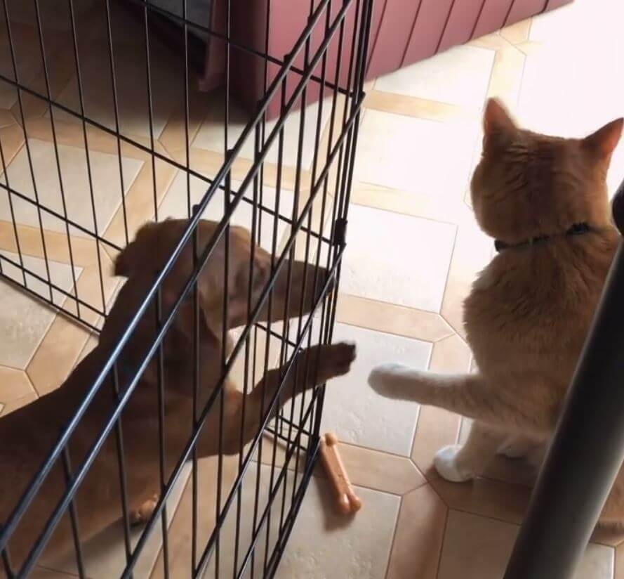 ダックスフンド,動画