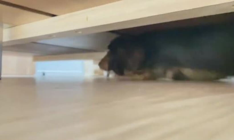 ダックスフンド,動画