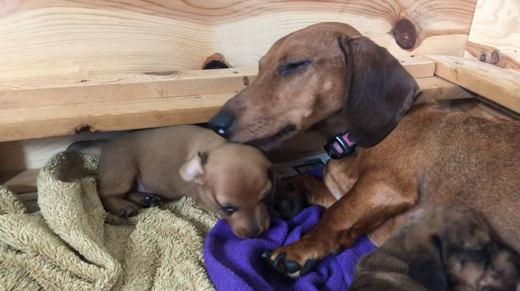 ダックスフンド,動画