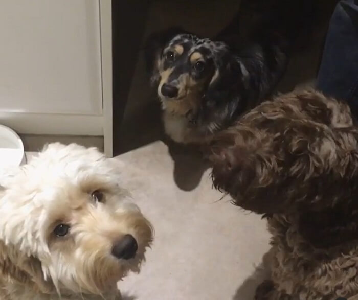 ダックスフンド,動画