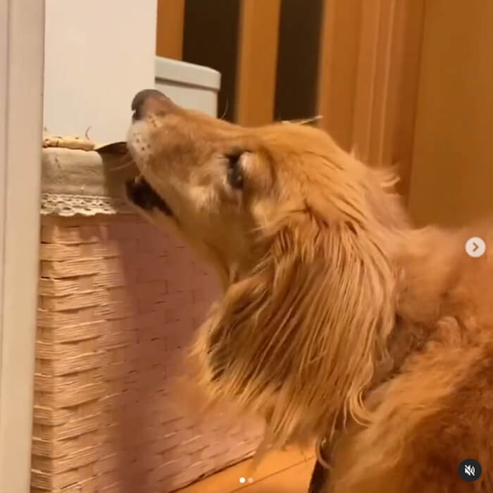 ダックスフンド,動画