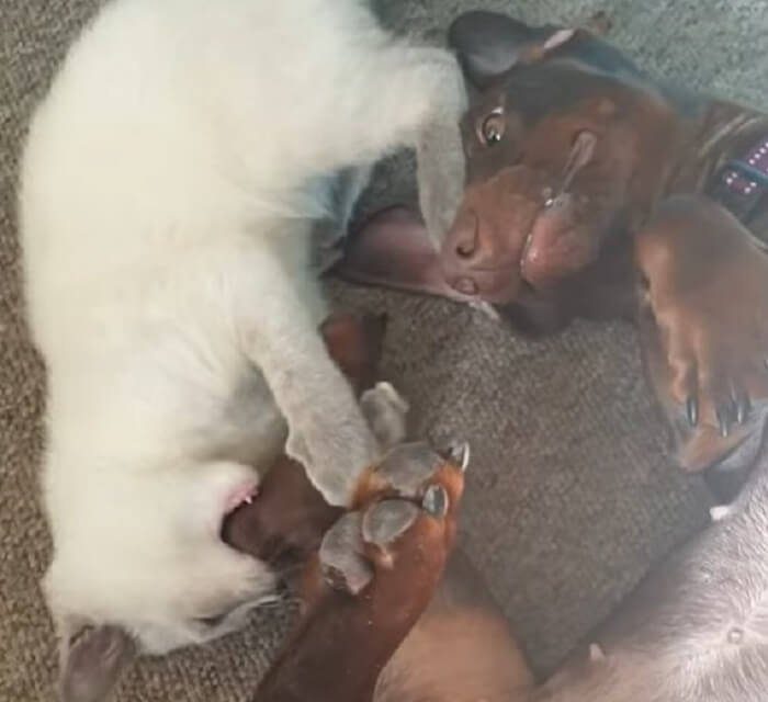 ダックスフンド,動画