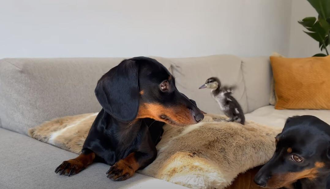 ダックスフンド,動画