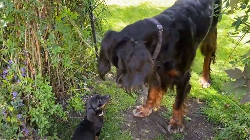 ダックスフンド,動画