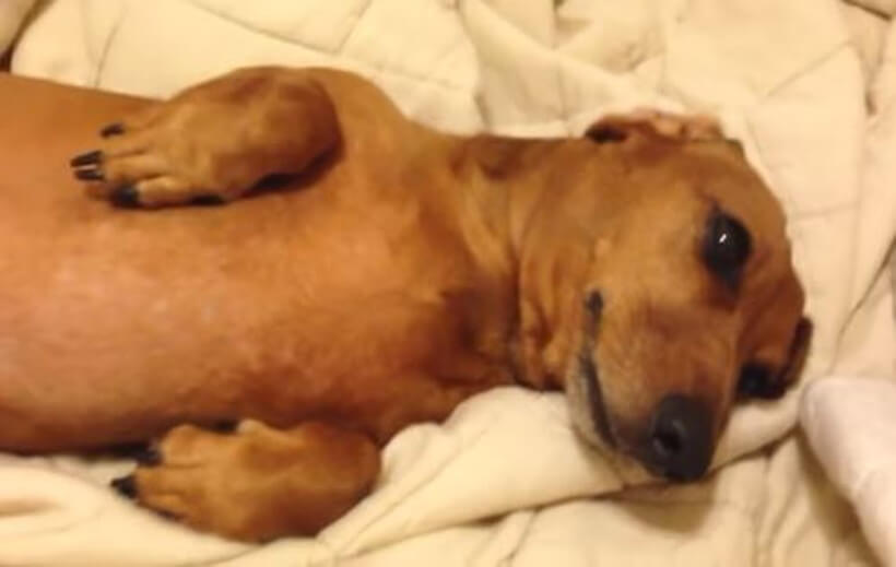 ダックスフンド,動画