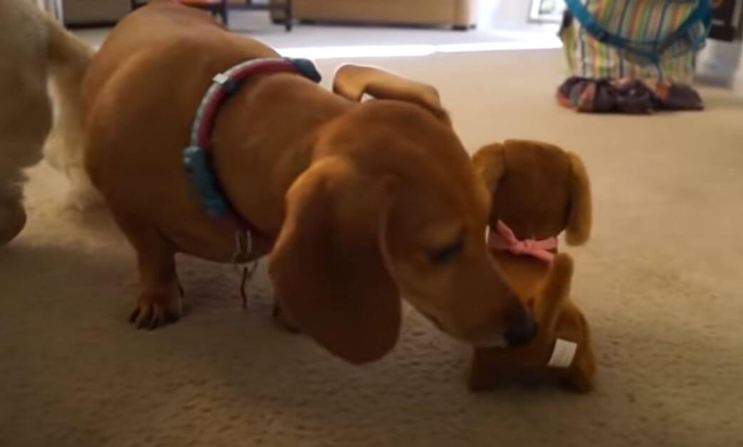 ダックスフンド,動画