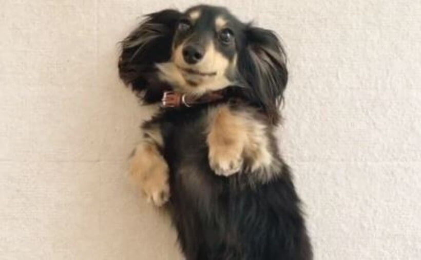 ダックスフンド,動画