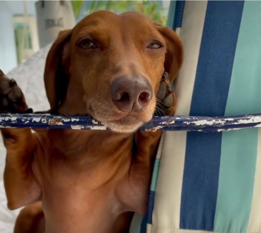 ダックスフンド,動画