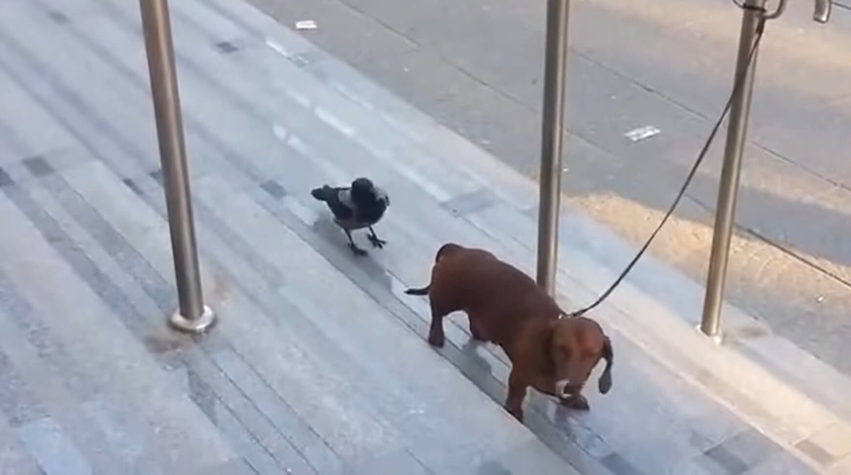 ダックスフンド,動画