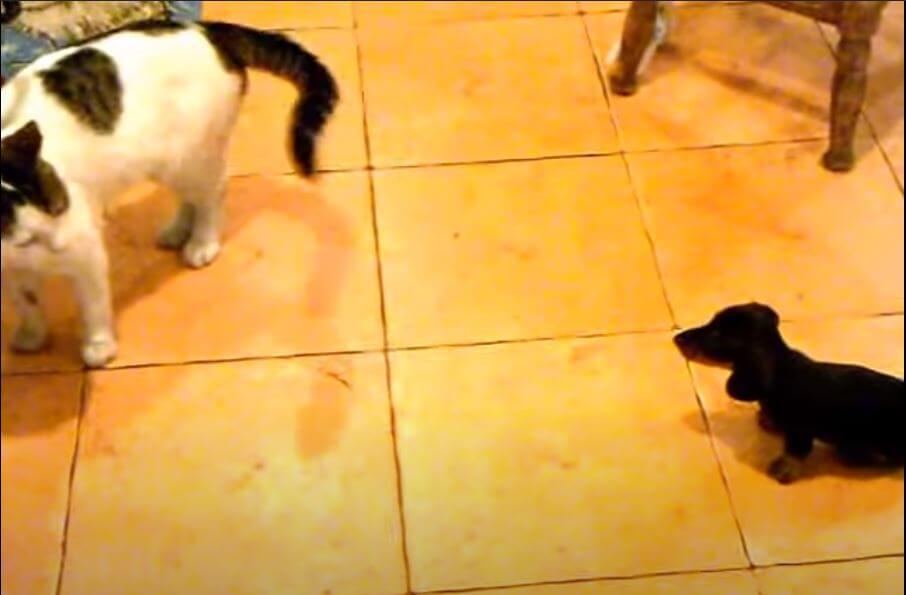 ダックスフンド,動画