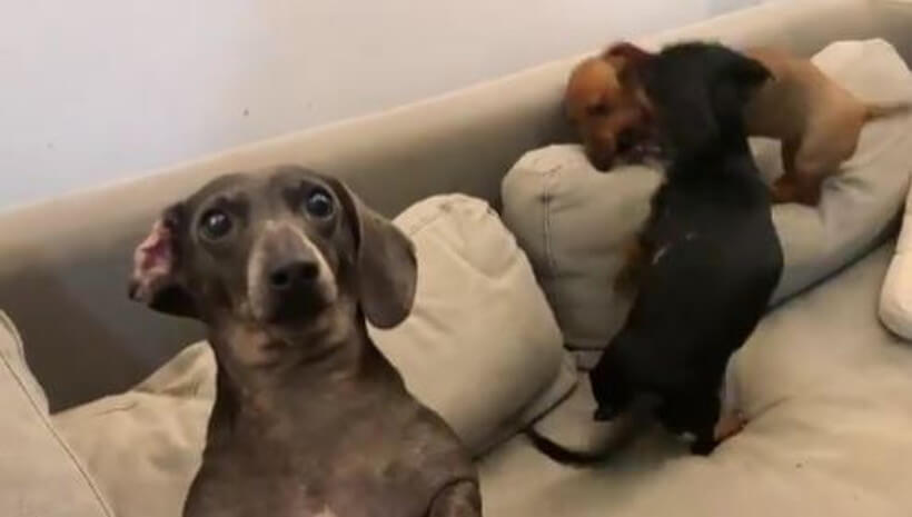 ダックスフンド,動画