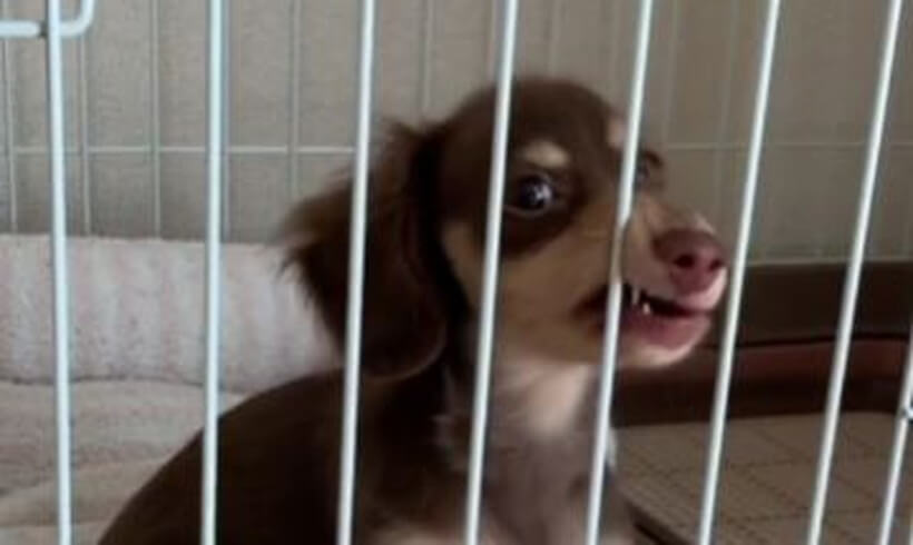 ダックスフンド,動画