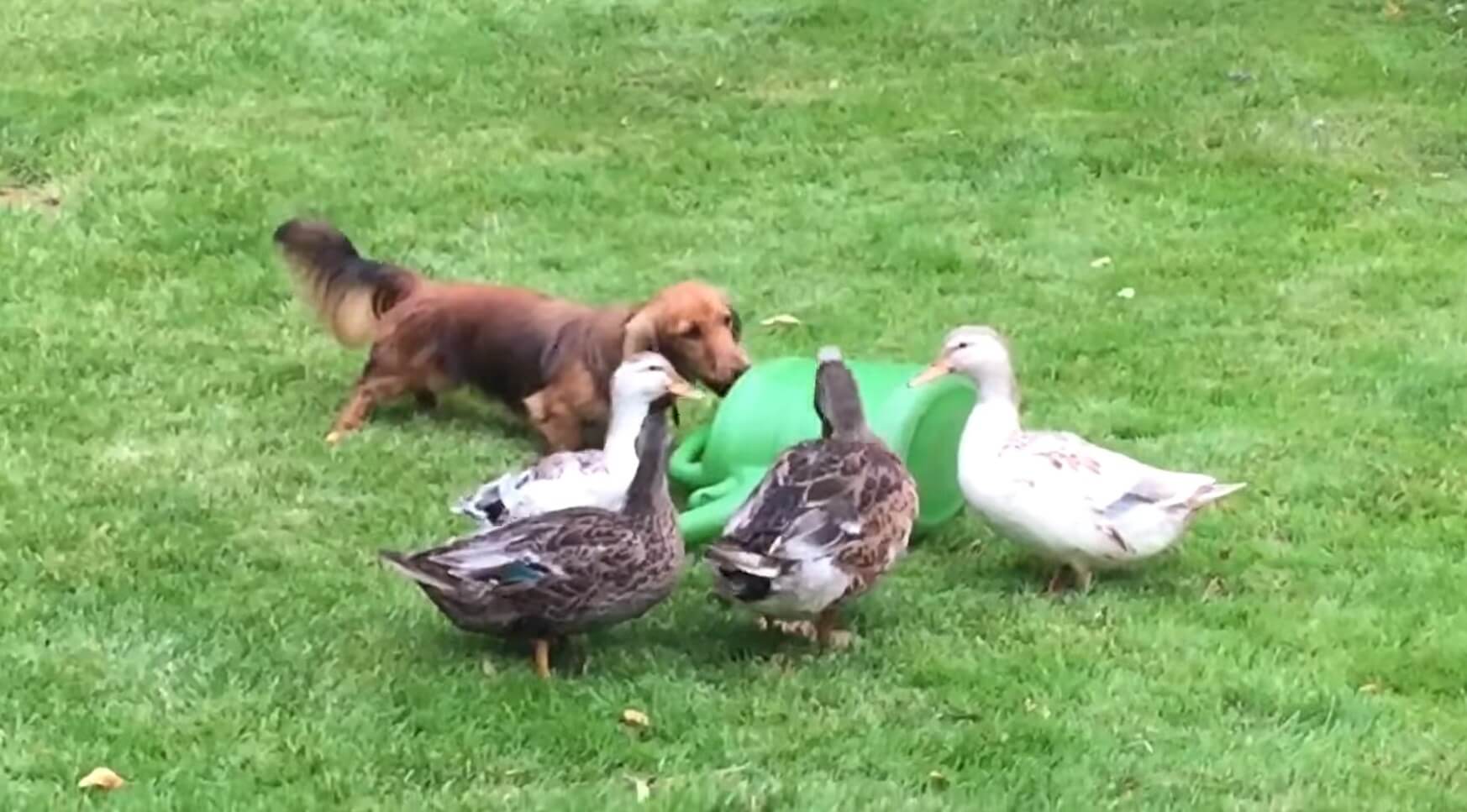 ダックスフンド,動画