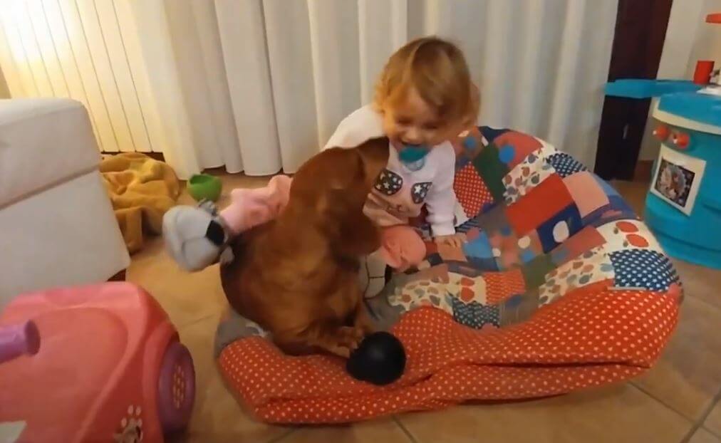 ダックスフンド,動画