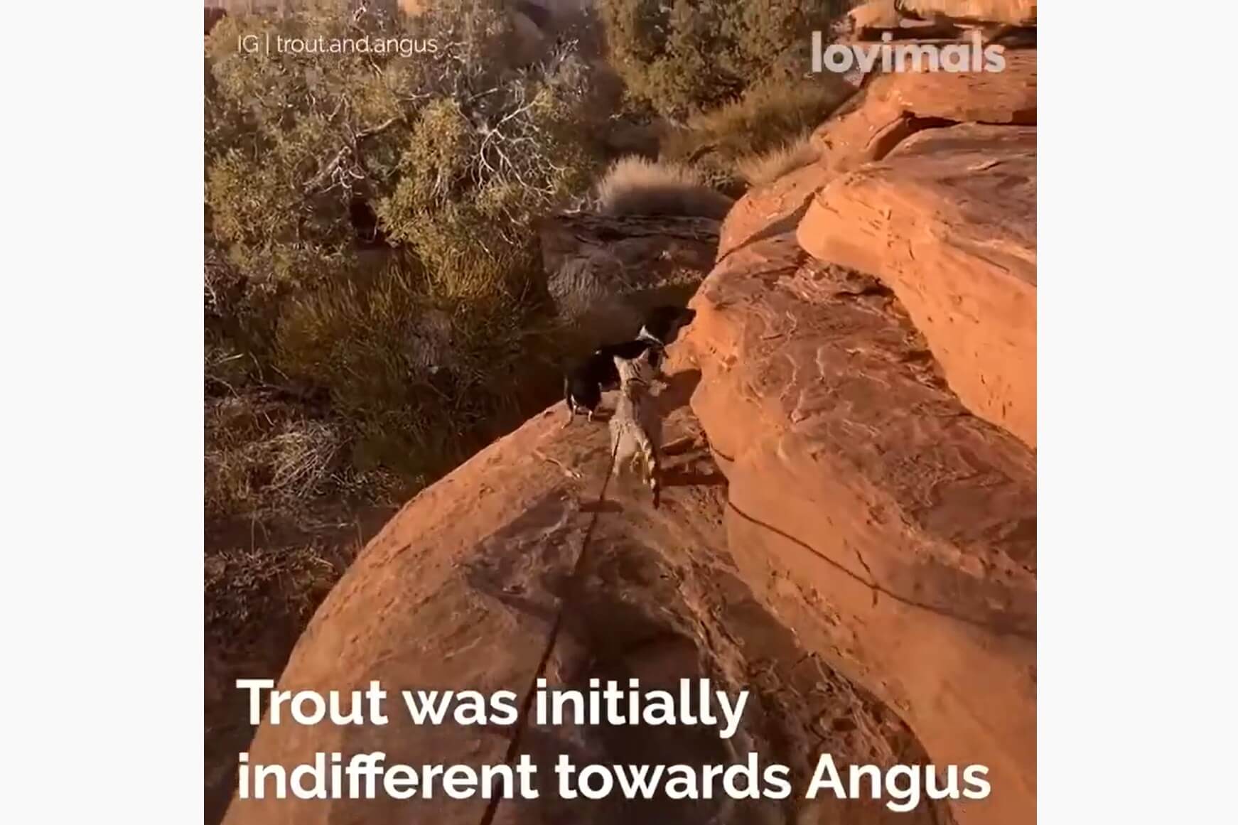 ダックスフンド,動画