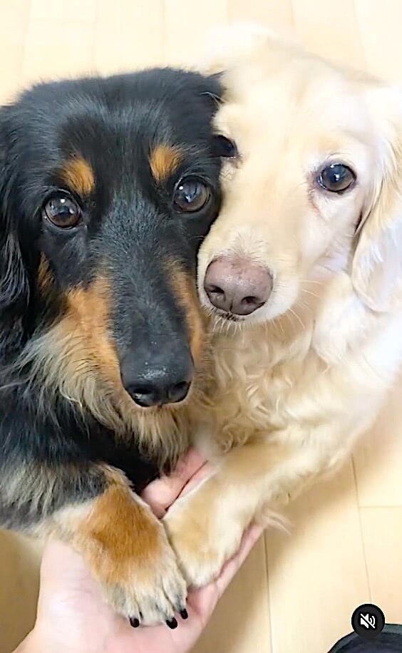 ダックスフンド,動画