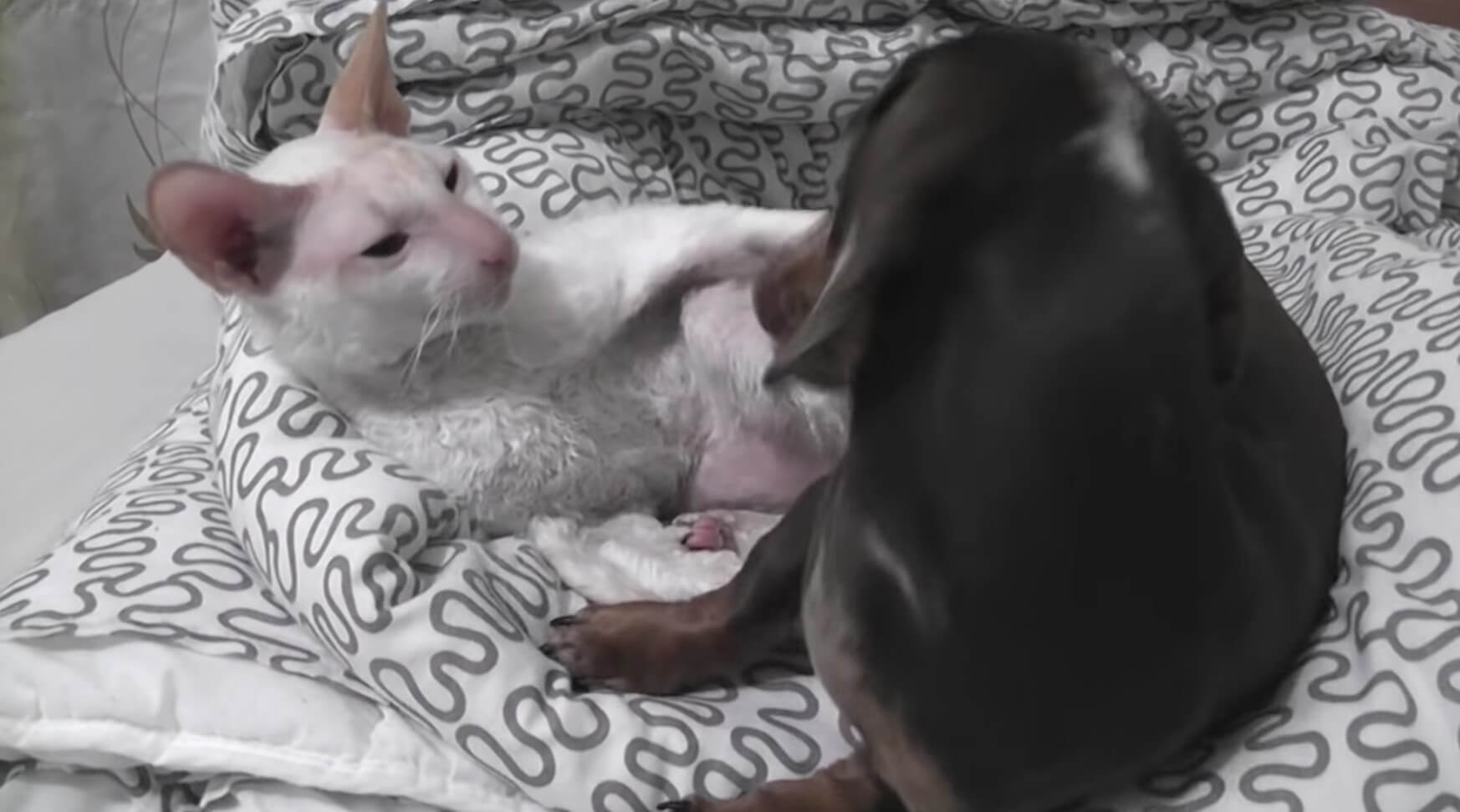 ダックスフンド,動画