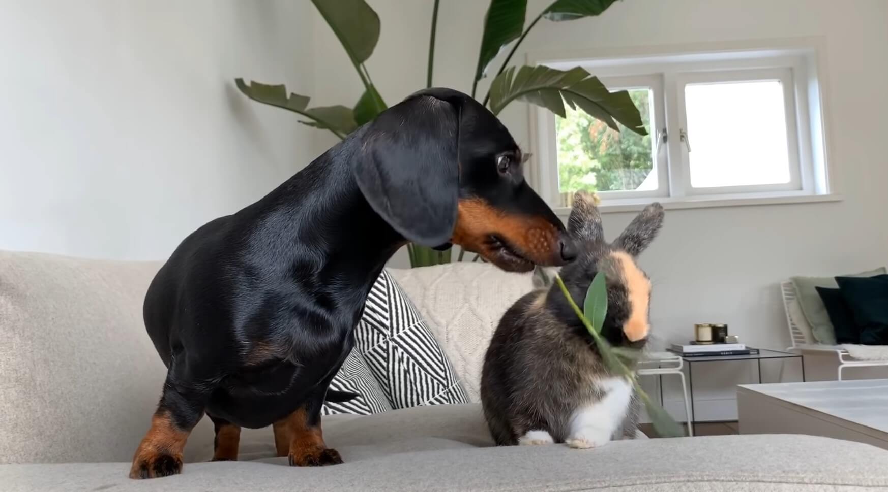 ダックスフンド,動画