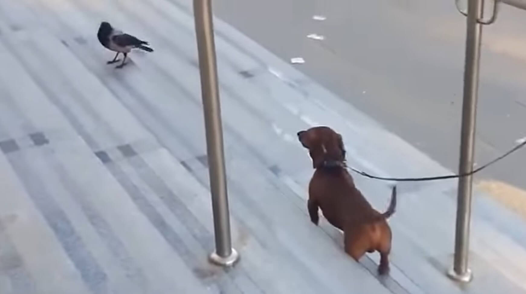 ダックスフンド,動画