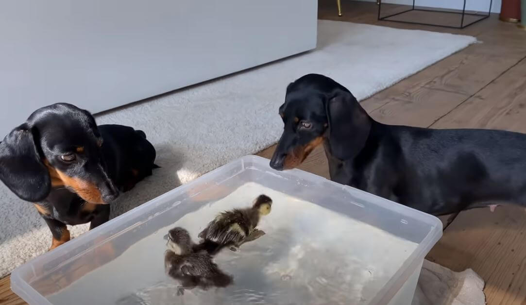 ダックスフンド,動画