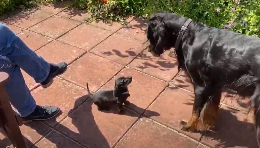 ダックスフンド,動画