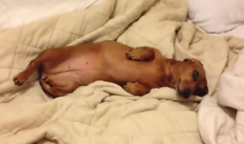 ダックスフンド,動画