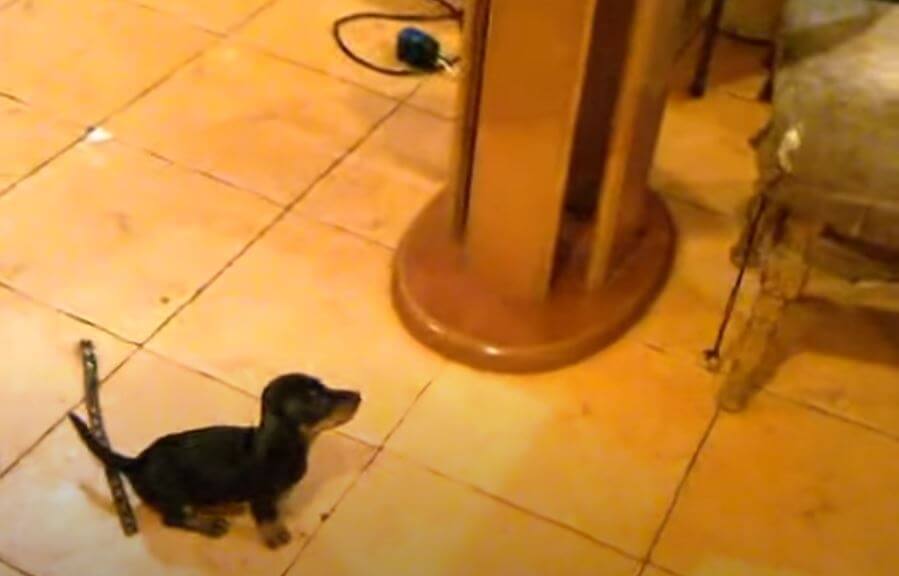 ダックスフンド,動画