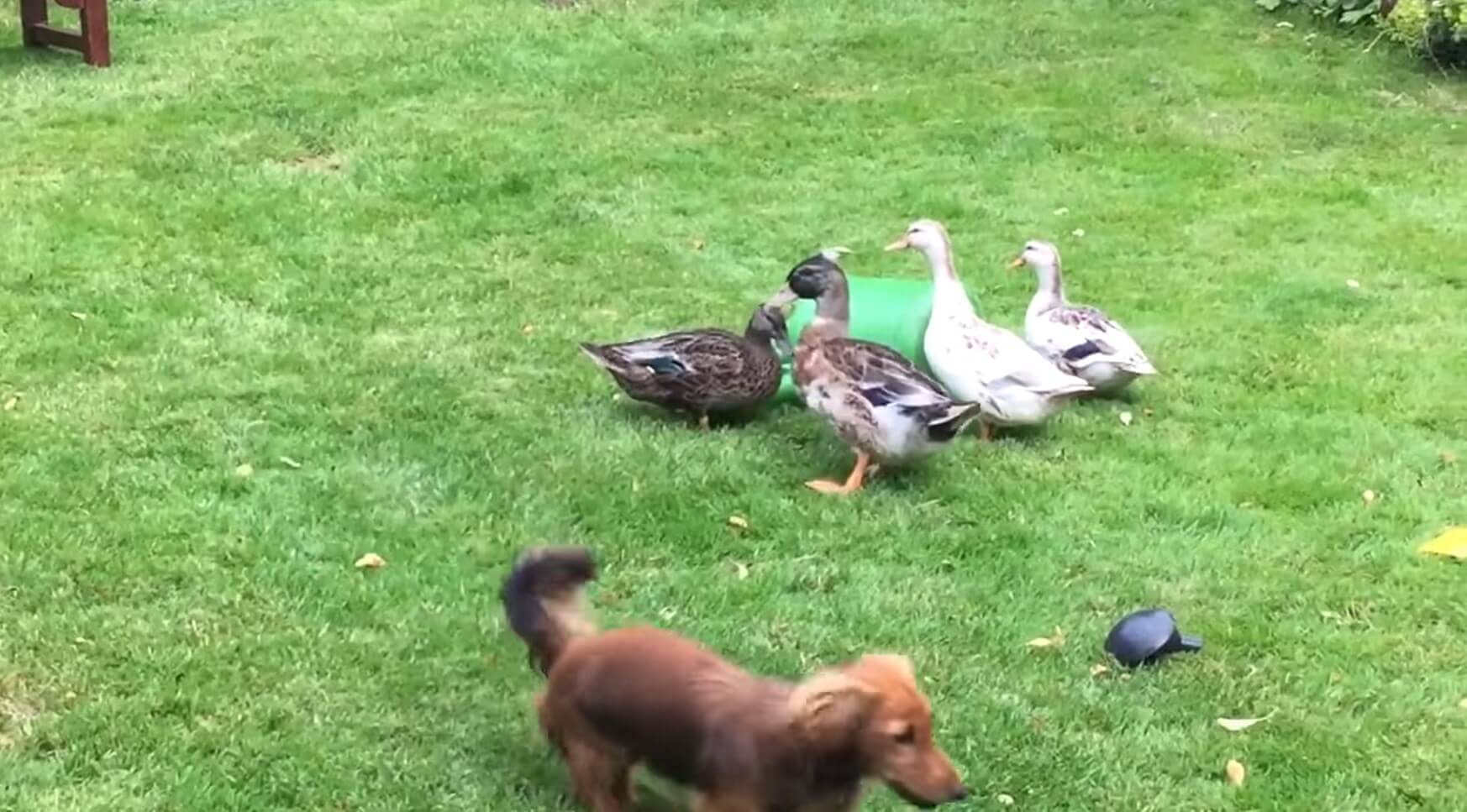 ダックスフンド,動画