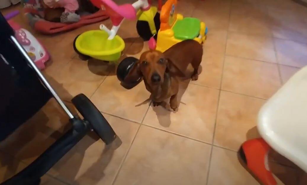 ダックスフンド,動画