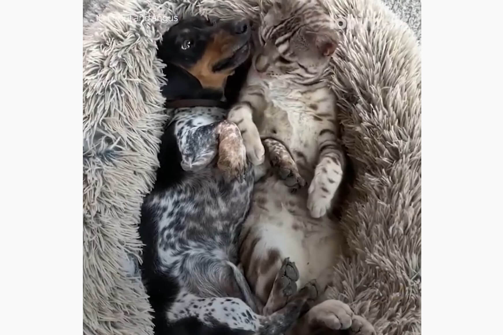 ダックスフンド,動画