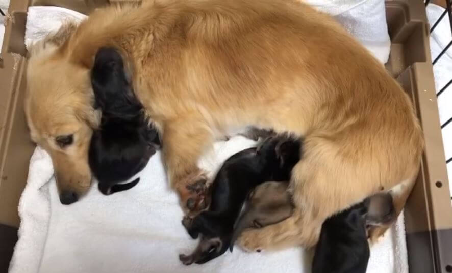 ダックスフンド,動画