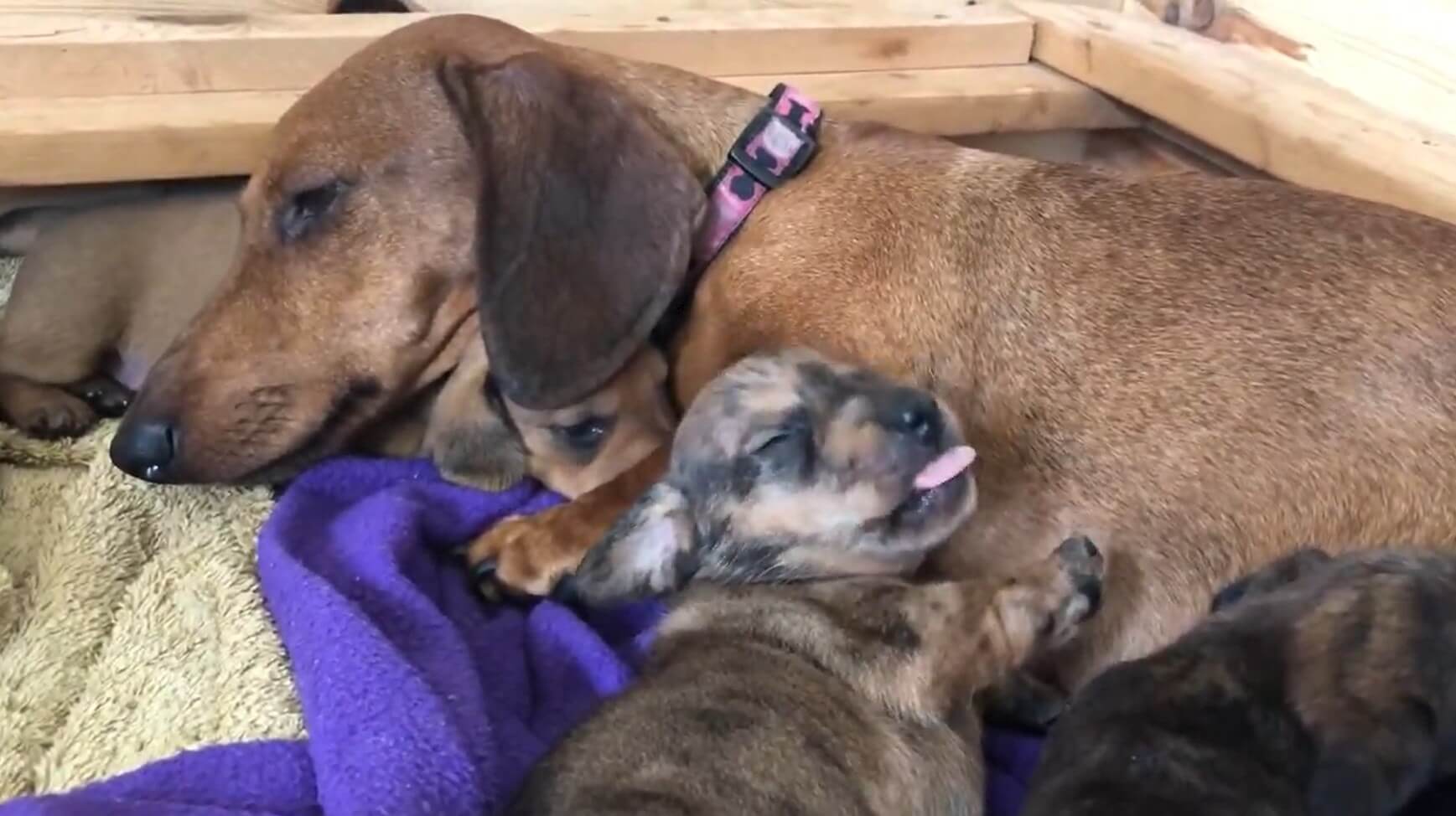 ダックスフンド,動画