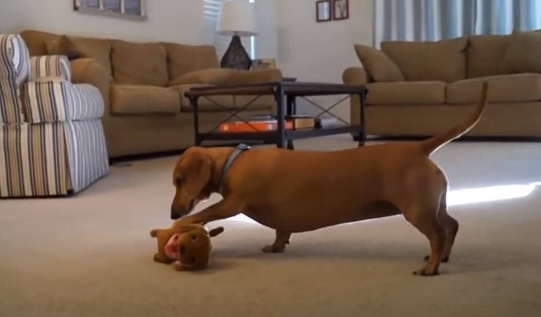 ダックスフンド,動画