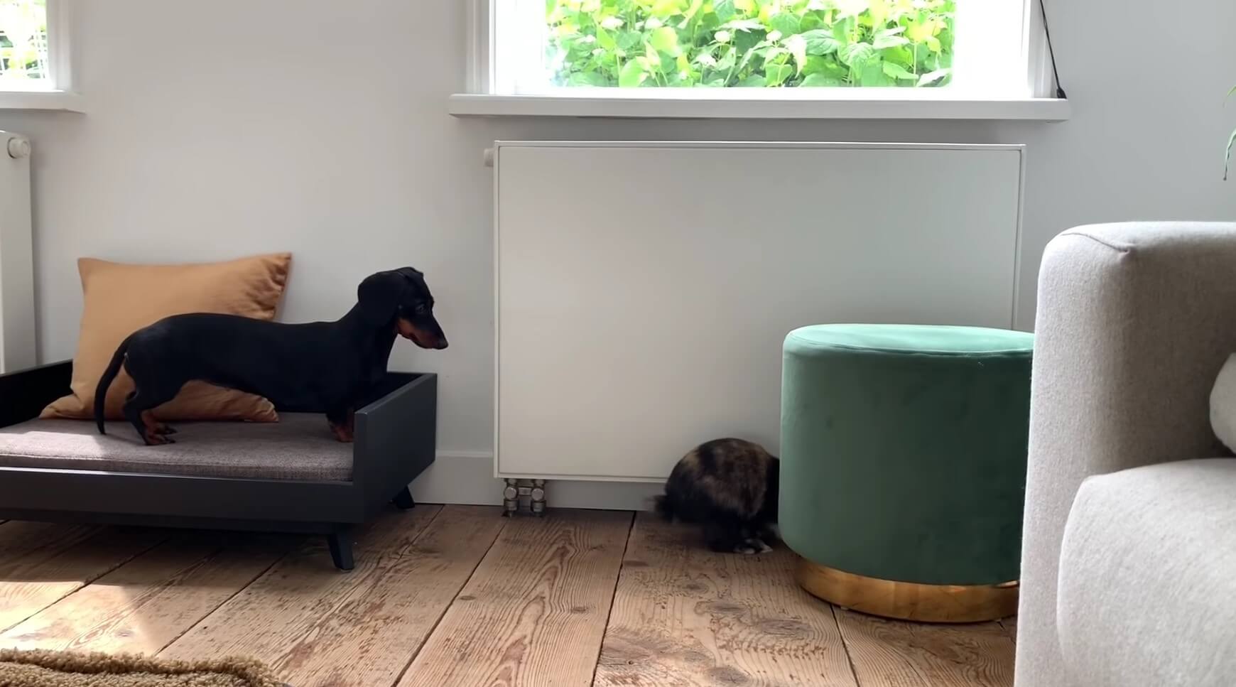 ダックスフンド,動画