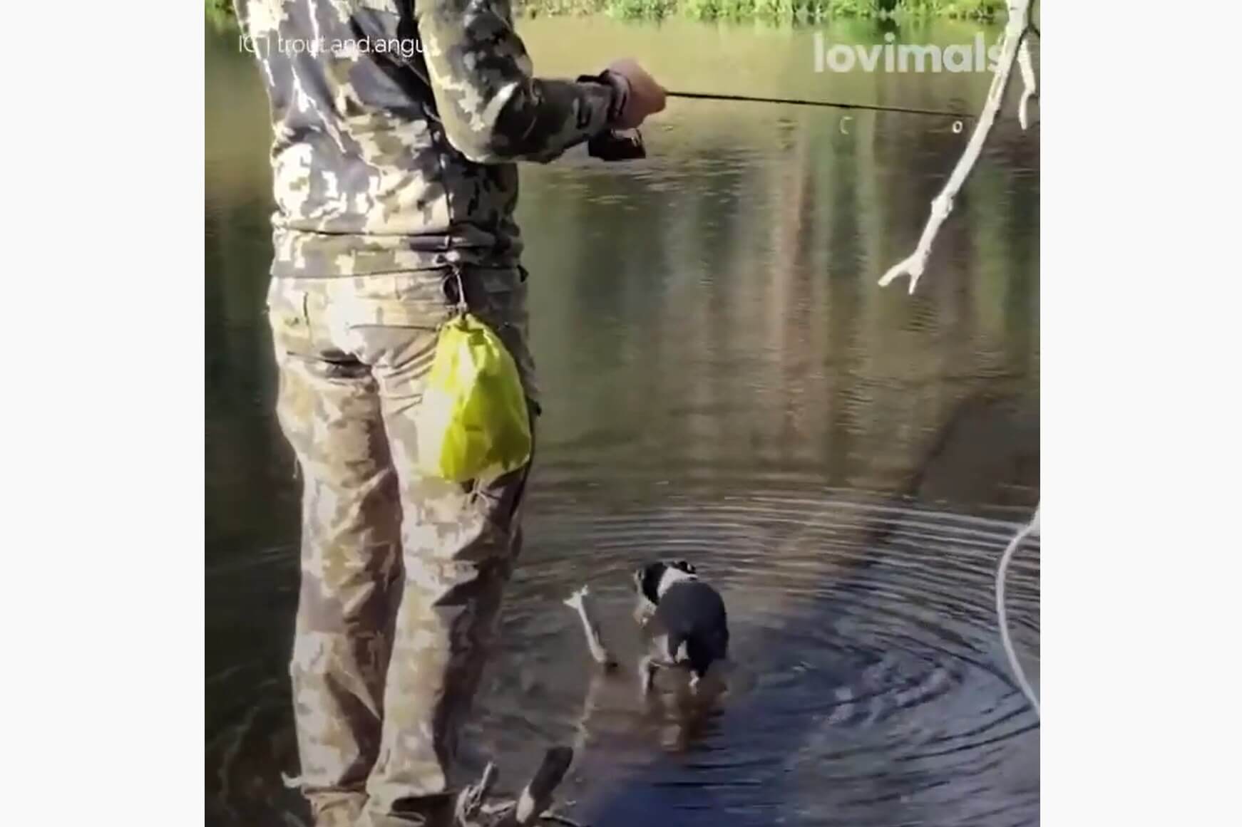 ダックスフンド,動画