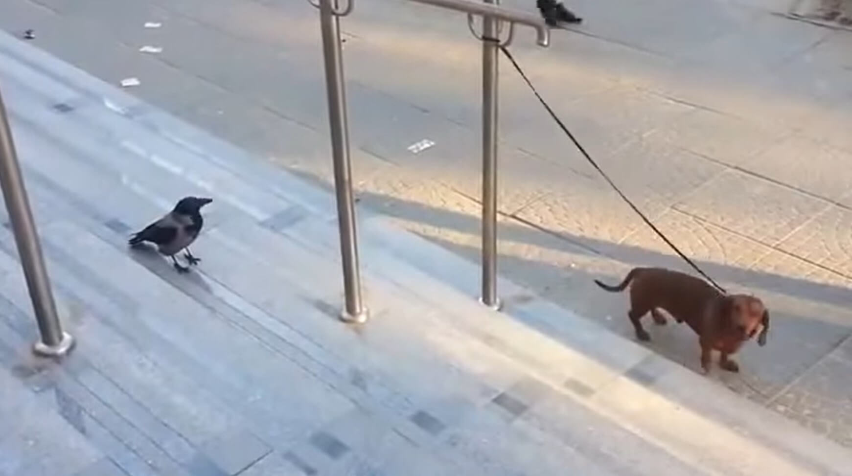 ダックスフンド,動画