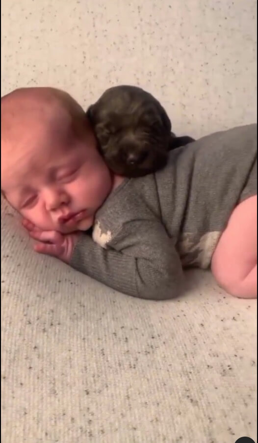 ダックスフンド,動画