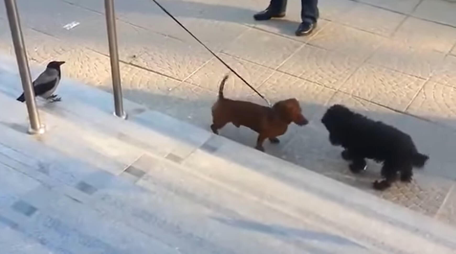 ダックスフンド,動画