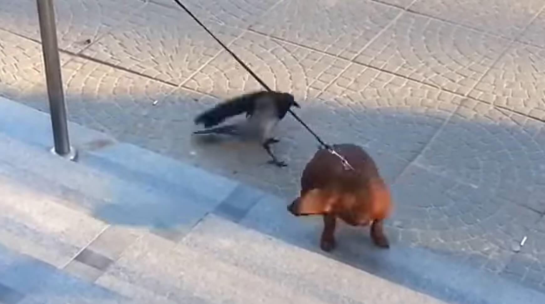 ダックスフンド,動画