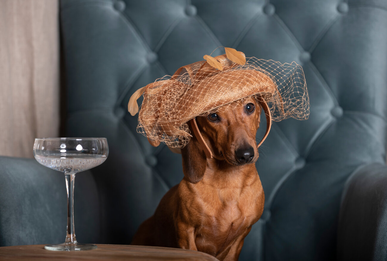 ダックスフンド,パナソニック,ジアイーノ